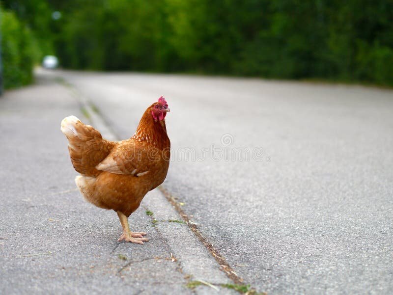 Introduction to chicken road casino